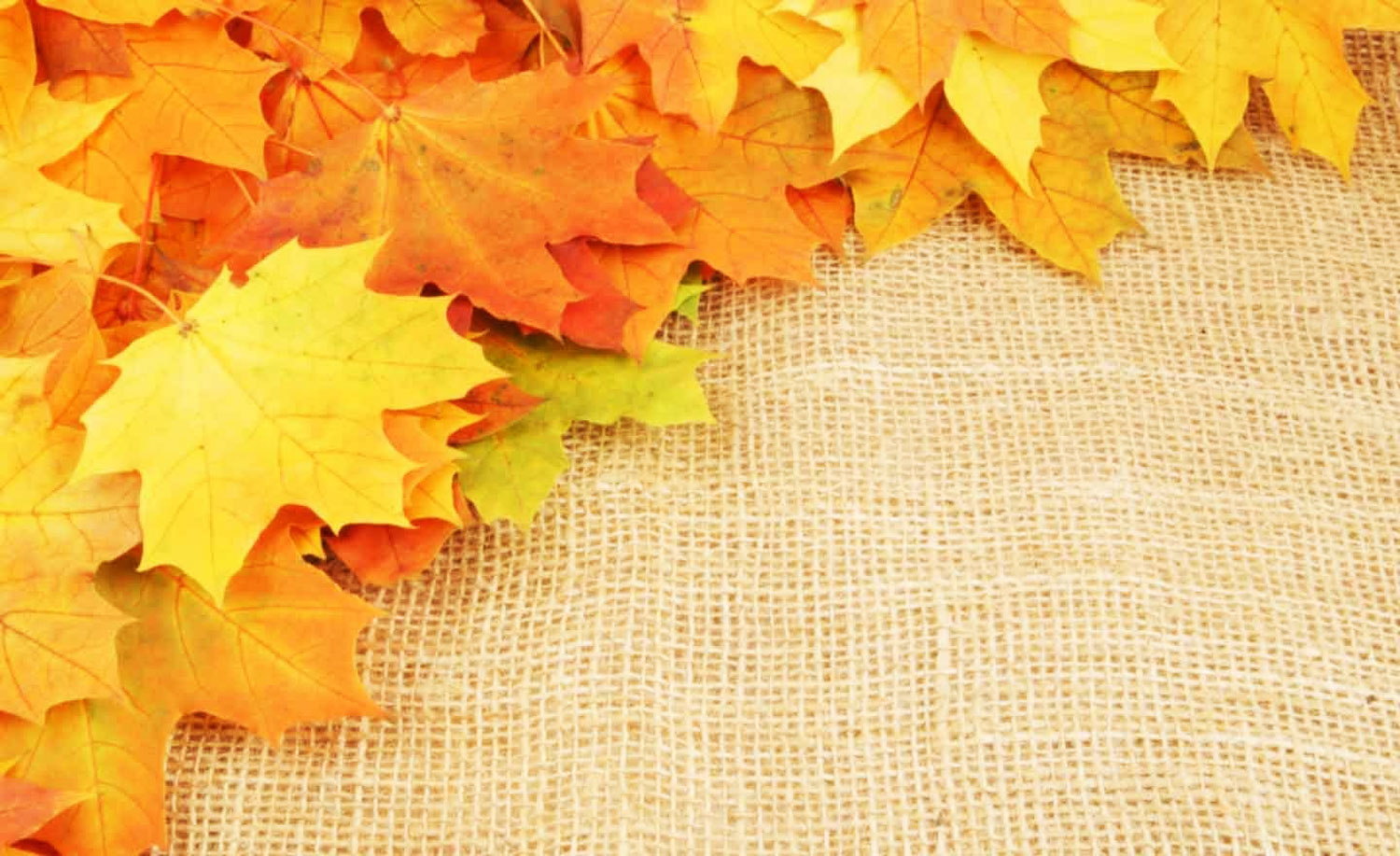 Осенний фон кленовые листья