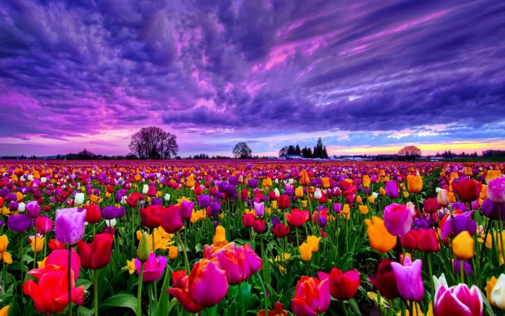 Красивый весенний фон с поле тюльпанов